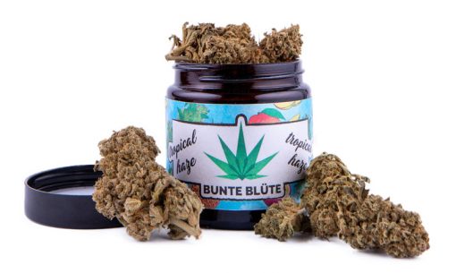 CBD Blüten Tropical Haze Bunte Blüte